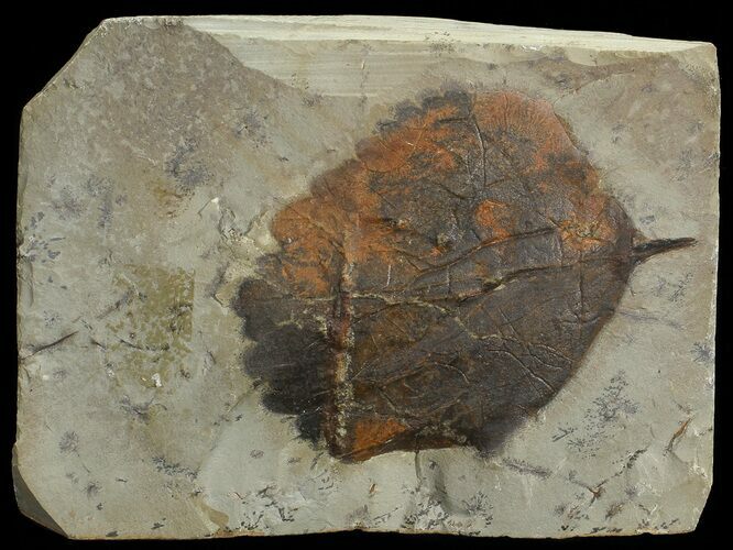 Detailed Fossil Leaf (Zizyphoides) - Montana #68343